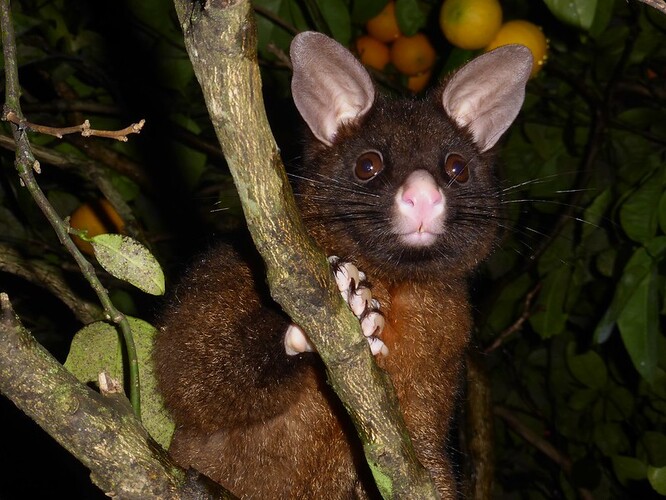 Kusu liščí byl na Nový Zéland dovezen z Austrálie v roce 1837. Jejich počty prudce stouply a studie z roku 2009 odhadla jejich počet na 47 milionů.
