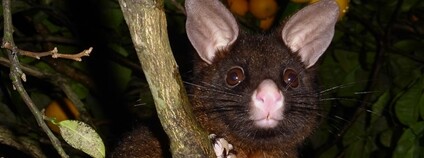 Kusu lisčí Foto: epitree Flickr