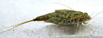 Listonoh letní Foto: Rosarinagazo Wikimedia Commons