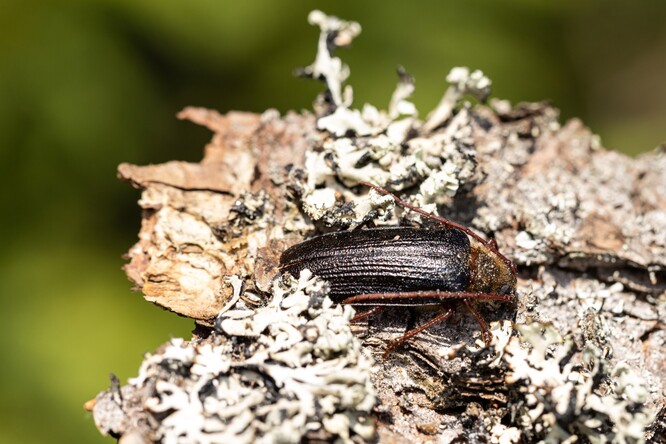 Trnoštítec horský.