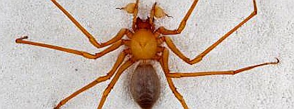 Foto: Griswold CE, Audisio T, Ledford JM