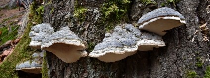 Foto: Kristýna Murgašová / VÚLHM