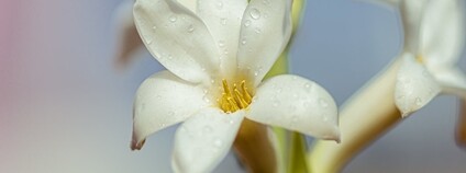 Tuberóza hlíznatá Foto: Thangaraj Kumaravel Flickr