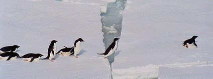 Tučňák kroužkový Foto: Christine Veeschkens / Flickr.com