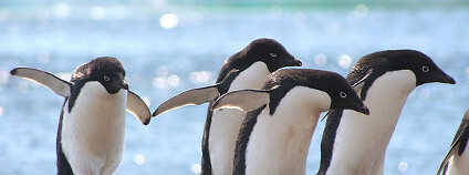 Tučňáci a jeřábi žijí v plzeňské zoo ve volném výběhu bez klecí a voliér.