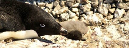 Foto: Yan Ropert-Coudert / CNRS/IPEV