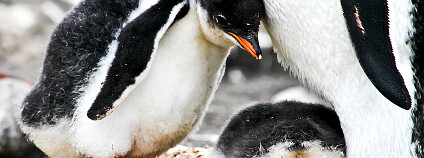 Foto: ashminder.ubhi / Flickr