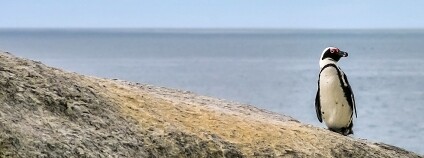 Foto: Robert_z_Ziemi / Pixabay