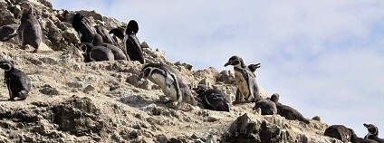 Tučňák humboldtův Foto: Gunnar Engblom Flickr