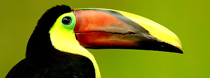 Tukan Foto: Wikimedia Commons