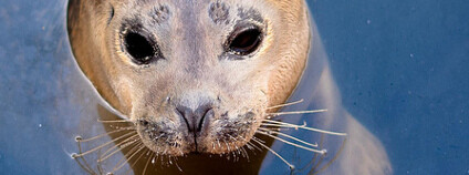 Tuleň Foto: Fated Snowfox Flickr