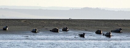 Tuleni v ústí Temže Foto: Flickr