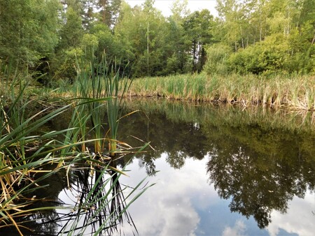 Opuštěné pískovny poskytují útočiště druhům, které v dnešní krajině nenacházejí vhodná stanoviště. / Na snímku tůň v Pískovně Hroznějovice