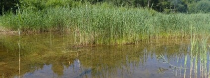 Tůň na Broumovsku Foto: ČSOP