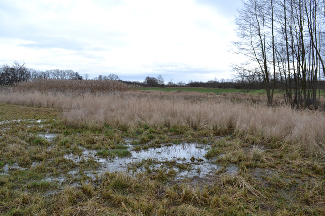 Podmáčená louka v místě tůňky před rokem.