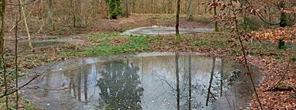 U obnovené nádrže na Chrudimsku přibylo i sedm tůní. Foto: Lesy ČR