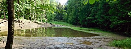 Tůně i upravený potok zadržují v lesích u Letohradu vodu Foto: Lesy ČR