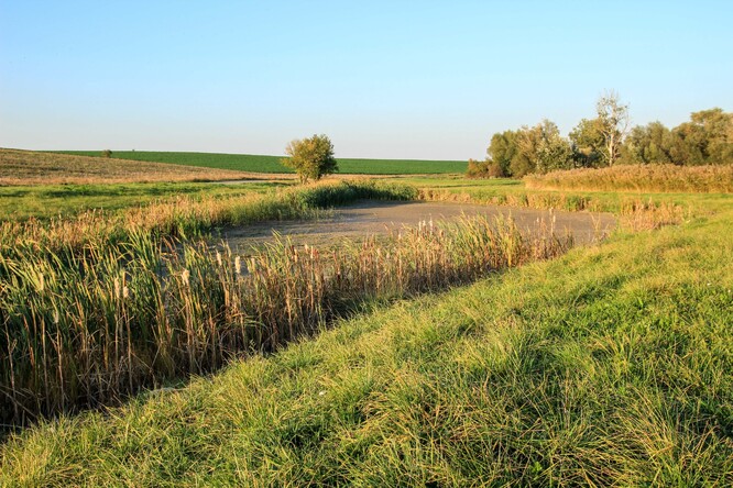Nově vybudovaná tůň, která odvodnila kdysi vlhkou louku a začala zarůstat.