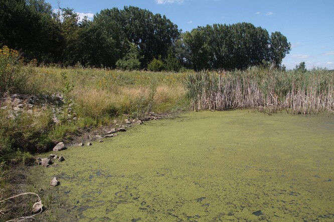 Tůň vyhloubená na místě se zakleslou hladinou podzemní vody.