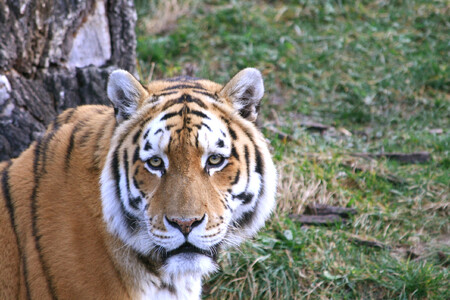 Kauza týká údajného zabíjení tygrů v Zooparku Bašť severně od Prahy a následného zpracovávání tygřích produktů ve vietnamské komunitě. / Ilustrační foto