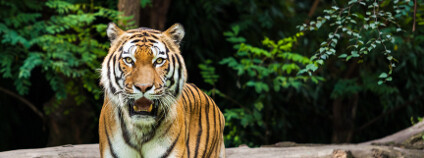 Tygr Foto: Ewa Studio Shutterstock