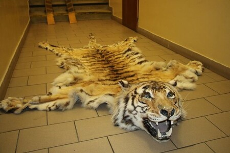 Karety i tygři patří do kategorie nejpřísněji chráněných zvířat úmluvou CITES