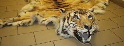 Tygří kůže s hlavou Foto: ČIŽP