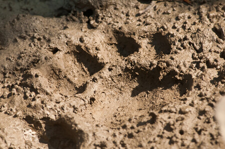 Hladem zvíře patrně netrpí - majitel ranče ležícího dva kilometry od restaurace, odkud Ankor utekl, ohlásil, že našel pět svých krav mrtvých