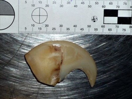 Podle ředitele ČIŽP Erika Geusse je nelegální obchod s vysoce ceněnými komoditami typu slonovina, nosorožčí rohy a tygří kosti v ČR vysoce rozvinutý a organizovaný. Cílovou destinací pro toto zboží je především Vietnam a další asijské státy