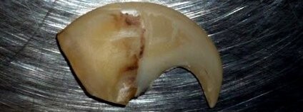 Tygří zub Foto: ČIŽP