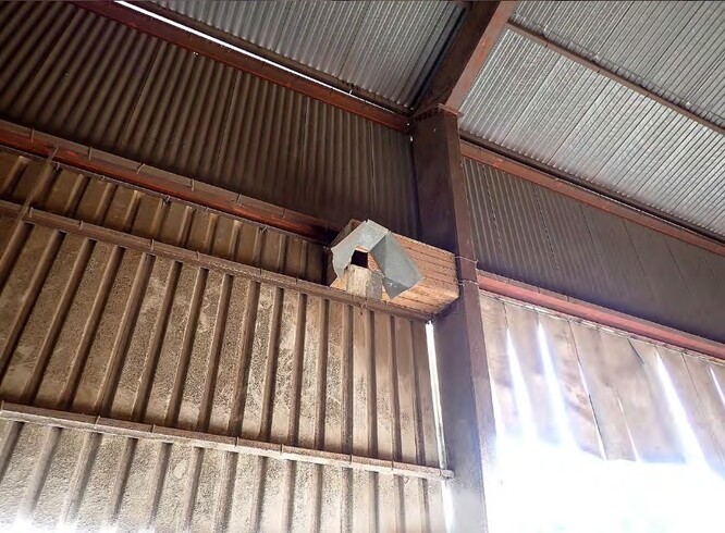 Hnízdiště sovy pálené v hospodářském objektu na zemědělské farmě.