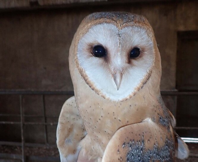 Plně opeřené mládě sovy pálené z hnízdní budky.