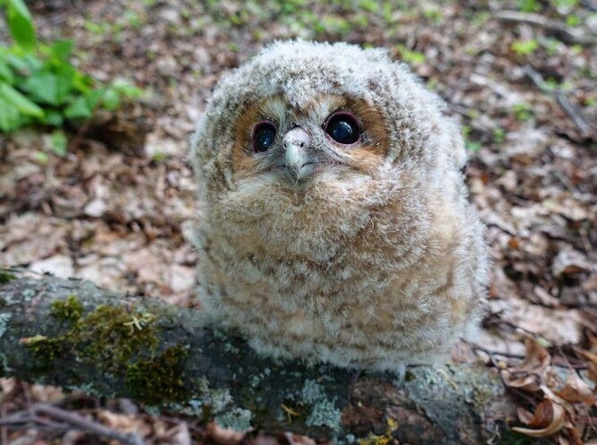 Mládě puštíka obecného.