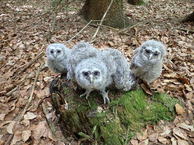 Mláďata puštíka obecného.