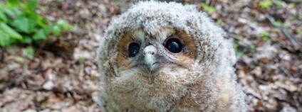 Mládě puštíka obecného (Strix aluco) Foto: TYTO, z.s.