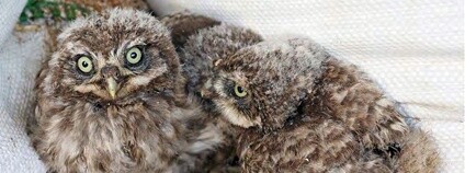Mláďata sýčka obecného Foto: TYTO, z.s.
