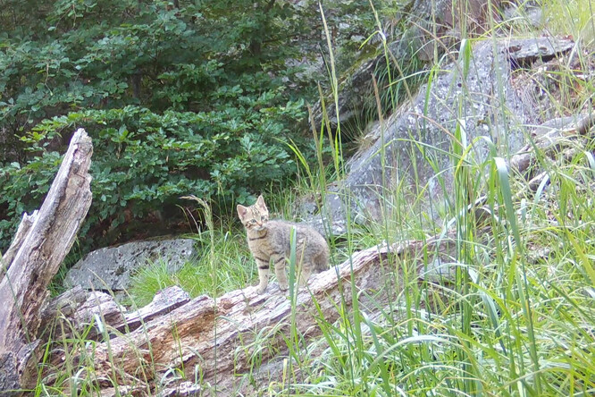 Mládě kočky divoké.