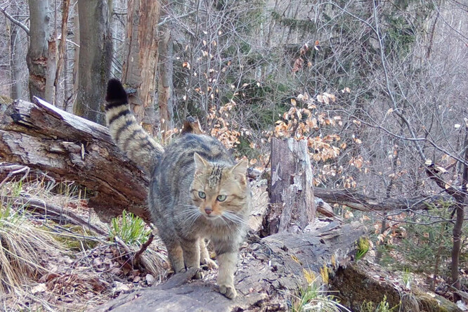 Samec Jonáš v dubnu 2025.