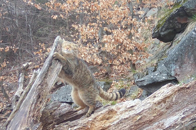 Samec Jonáš se otírá o kmen potřený kozlíkem lékařským – duben 2025.