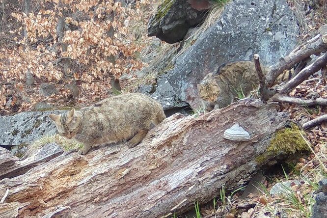 Tonka s Jonášem v dubnu 2025.