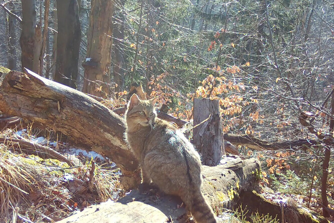 Samice Tonka v březnu 2025.