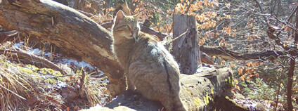 Kočka divoká v Lužických horách Foto: Hnutí DUHA Šelmy