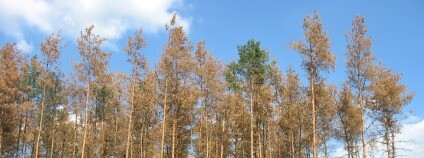 Příklad postupujícího napadení lýkožroutem vrcholkovým. Foto: VÚLHM