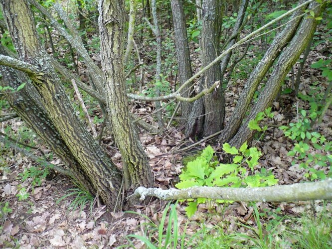 Hospodaření s tvarem lesa nízkého nebo středního může s využitím domácích dřevin (zde konkrétně dubu) na vhodných stanovištích zajistit kromě produkce dřeva i funkci podpory biodiverzity.