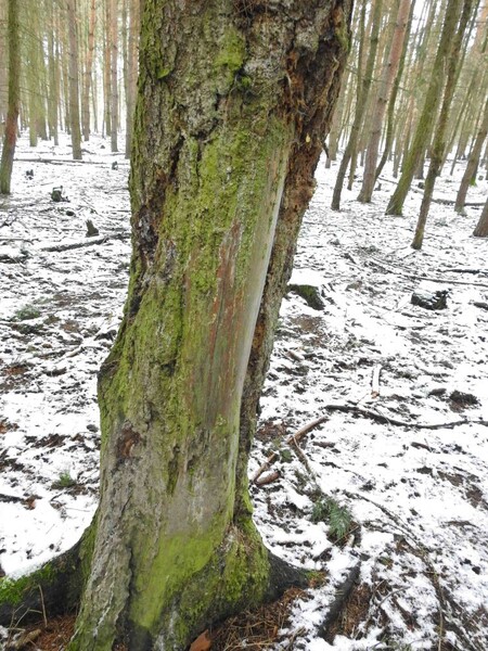 Starší poškození kmene spárkatou zvěří.