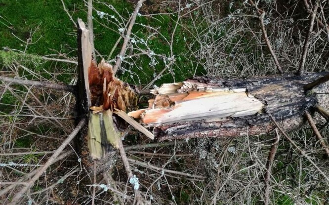Zlom kmene v místě, které bylo dříve poškozené loupáním kůry. Mechanická stabilita byla následně ovlivněna rozvojem kmenové hniloby.