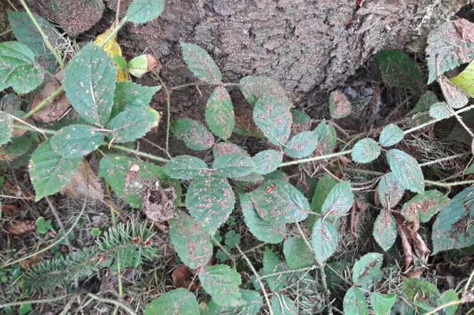 Drtinky na vegetaci pod smrkem napadeným převážně lýkožroutem smrkovým (Přerovsko, září 2024).