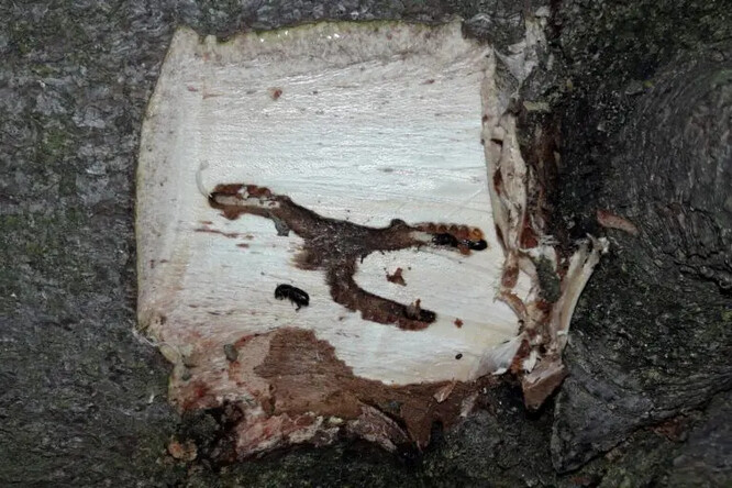 Počínající požerek lýkožrouta smrkového (Opavsko, duben 2024).