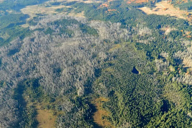 NPR Rejvíz představuje v aktuální kůrovcové situaci jedno z nejproblematičtějších území severovýchodu Česka (Jesenicko, říjen 2024).