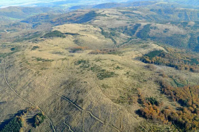 Kalamitní holiny extrémního rozsahu po zpracování nahodilých kůrovcových těžeb (Bruntálsko, říjen 2024).